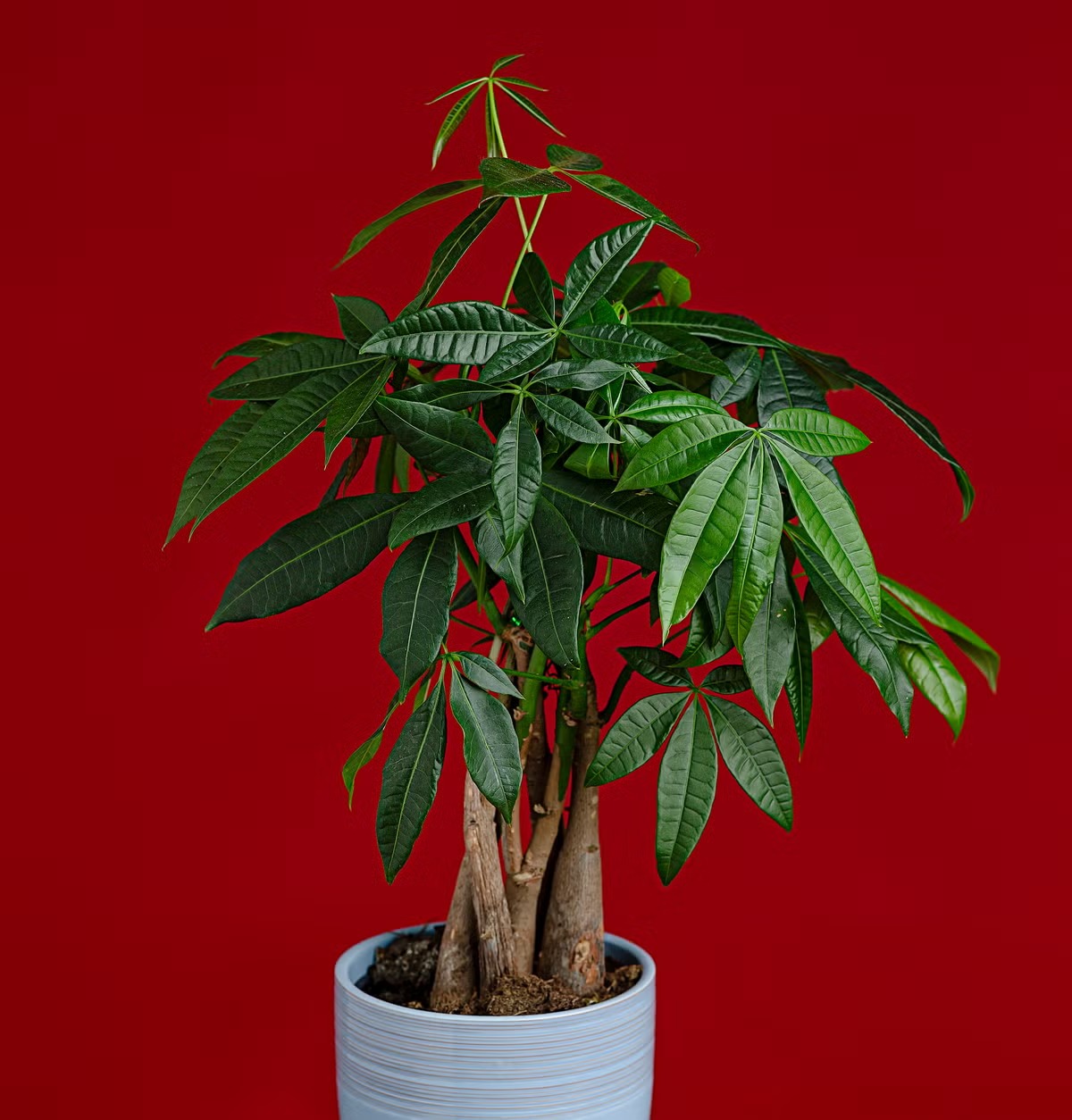 Loại cây xanh phù hợp cho quán cafe sân vườn