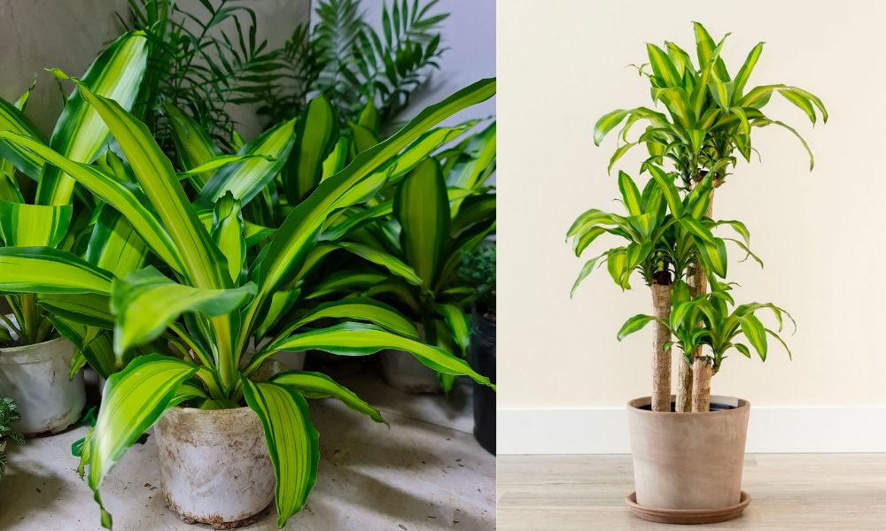 Loại cây xanh phù hợp cho quán cafe sân vườn