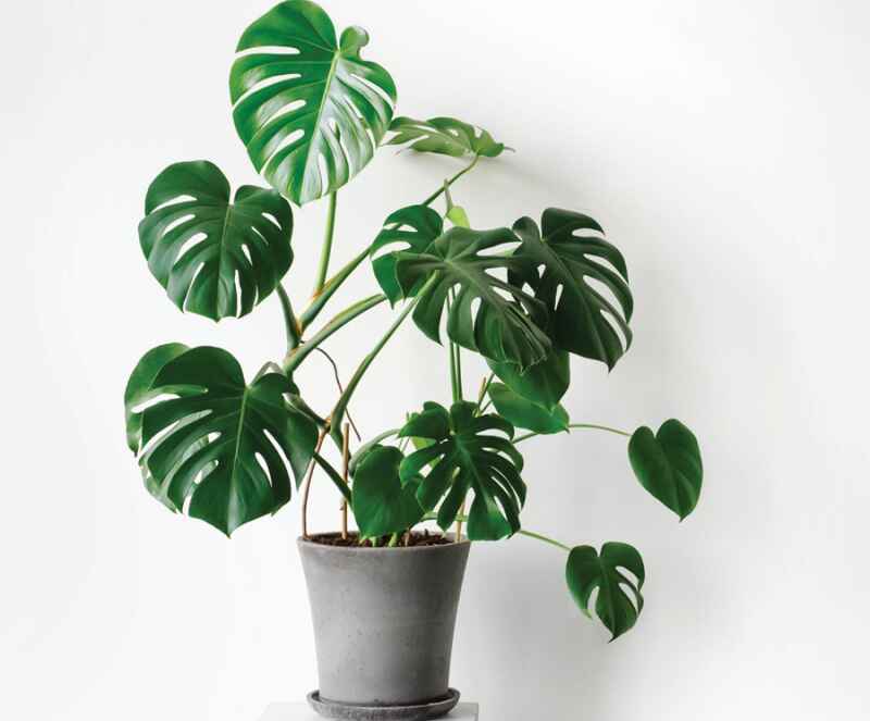 Loại cây xanh phù hợp cho quán cafe sân vườn